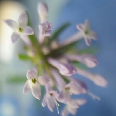 Galium pusillum — flower