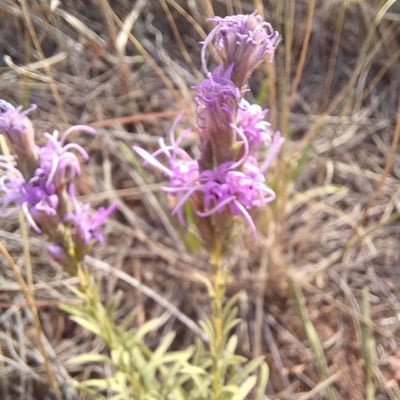 Liatris punctata — flower