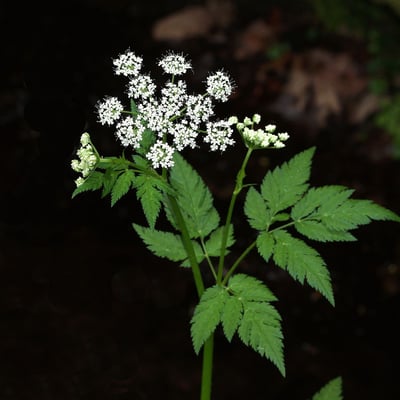 Chaerophyllum hirsutum — flower