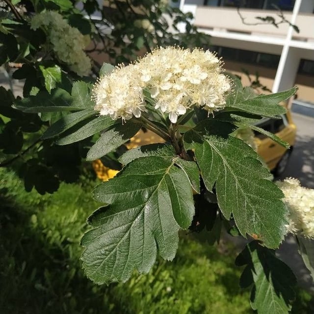 Scandosorbus intermedia — flower