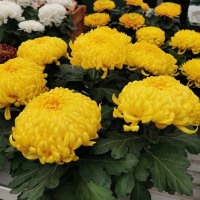 Chrysanthemum indicum — flower