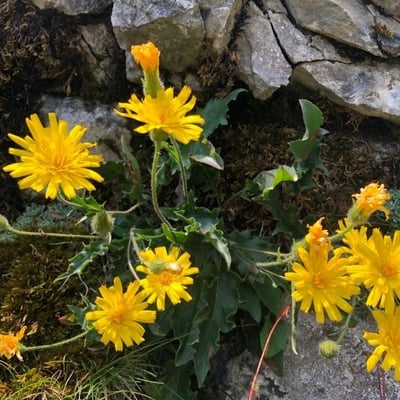 Hieracium humile — flower