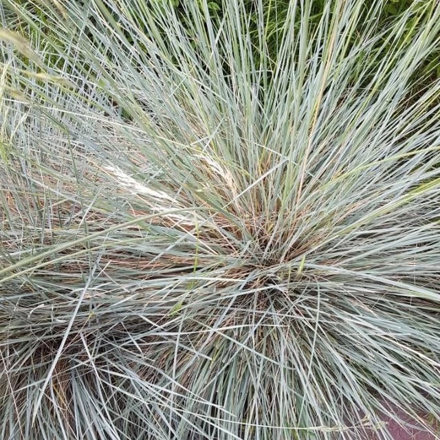 Festuca valesiaca — leaf