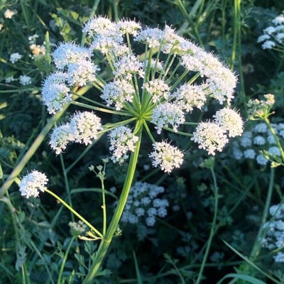 Oenanthe crocata — flower