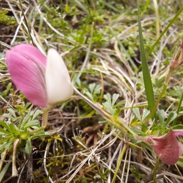 Ononis cristata — flower