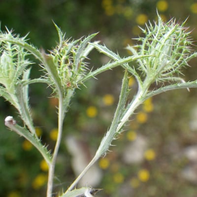 Atractylis cancellata — flower