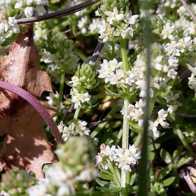 Galium pusillum — flower