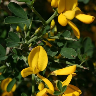 Calicotome spinosa — flower