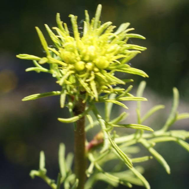 Ruta montana — flower