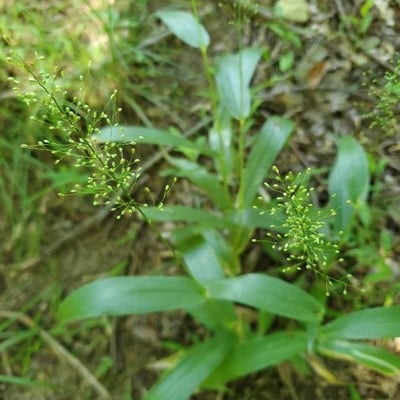 Panicum trichoides — flower