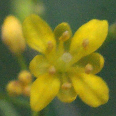 Rorippa pyrenaica — flower