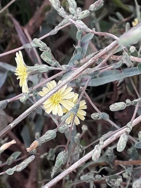 Milk thistle