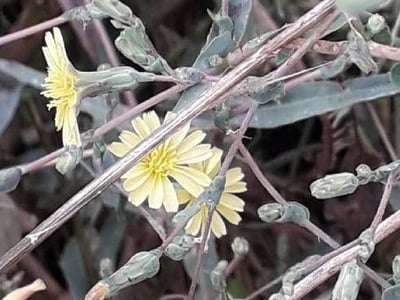 Milk thistle