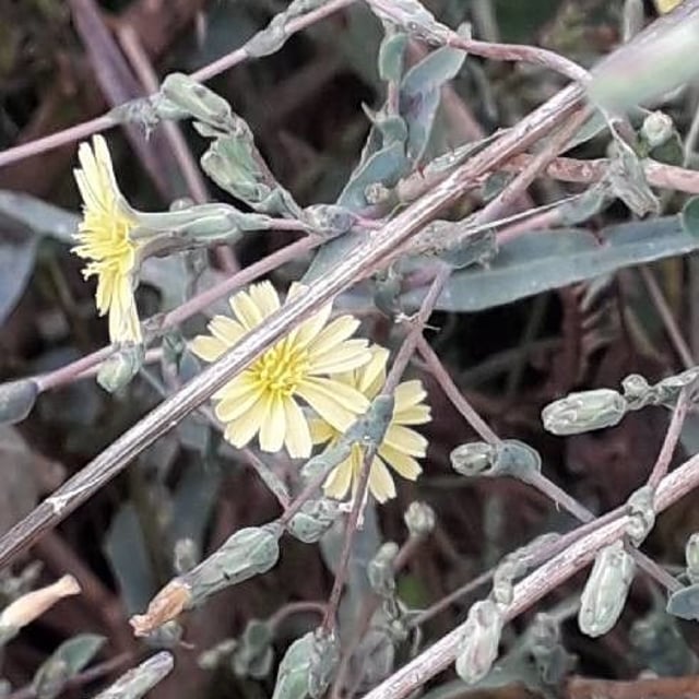 Lactuca serriola — flower