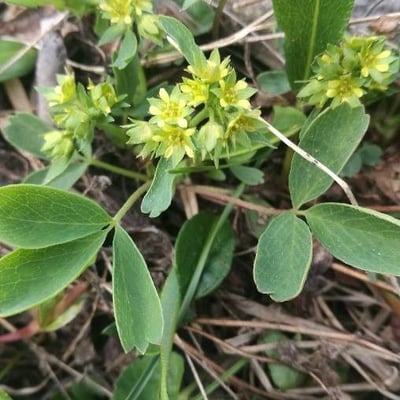Sibbaldia procumbens — flower