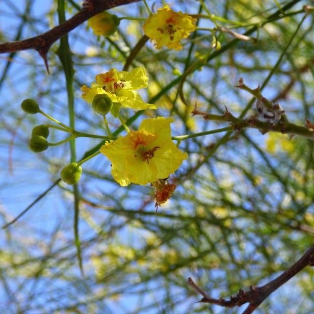 Parkinsonia aculeata — flower