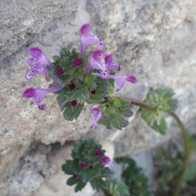 Lamium amplexicaule — flower