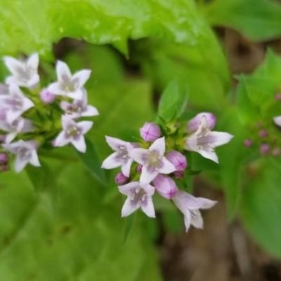 Houstonia longifolia — flower