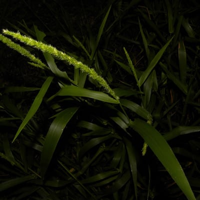 Hymenachne amplexicaulis — leaf