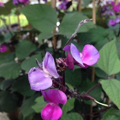 Lablab purpureus — flower