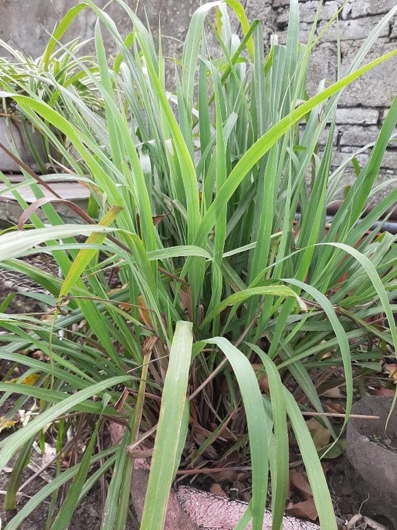 Cymbopogon ambiguus