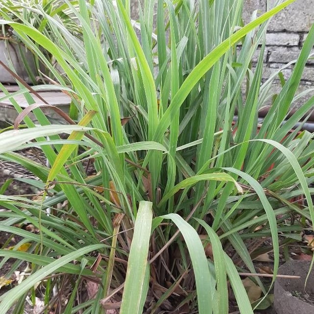 Cymbopogon ambiguus