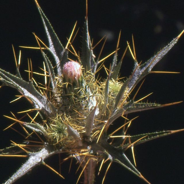 Picnomon acarna — flower