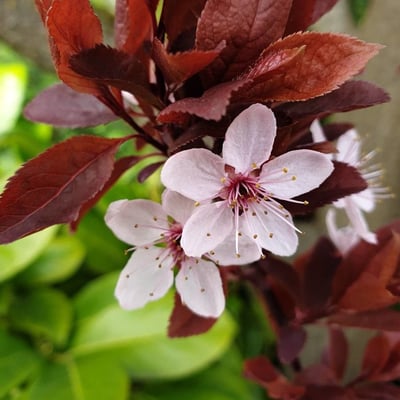 Prunus cerasifera — flower