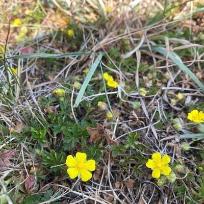 Potentilla intermedia — flower