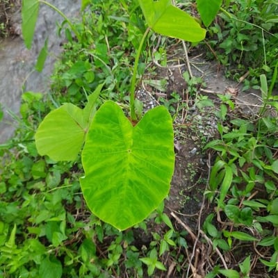 Colocasia esculenta — flower