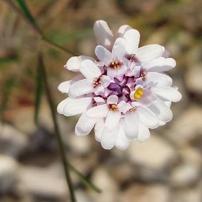 Iberis pinnata — flower