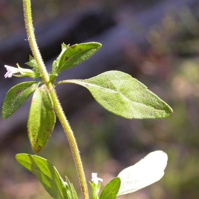 Hedeoma pulegioides — flower