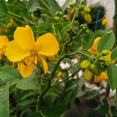 Senna occidentalis — flower
