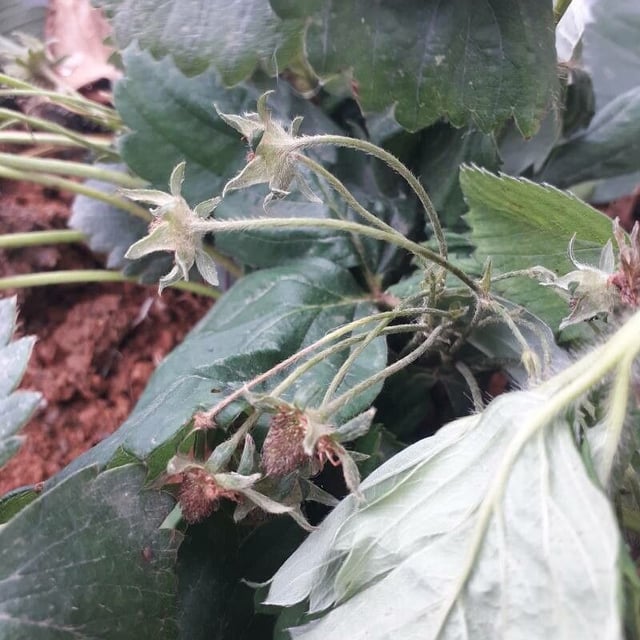 Fragaria × ananassa — flower
