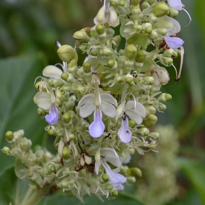 Rotheca serrata — flower