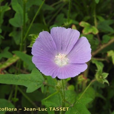 Anoda cristata — flower