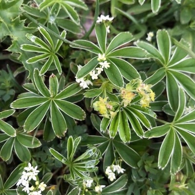 Alchemilla alpina — flower