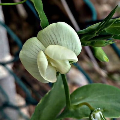 Lathyrus ochrus — flower