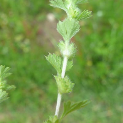 Aphanes australis — leaf