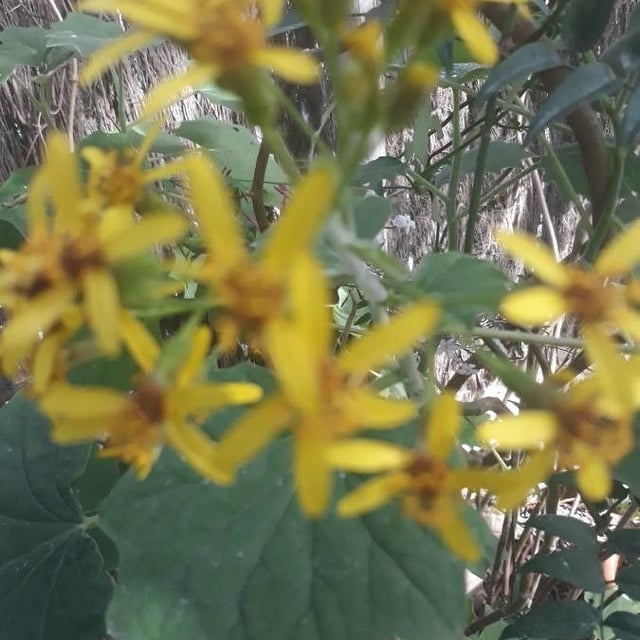 Senecio sarracenicus — flower