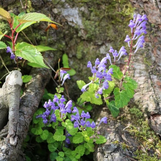 Scutellaria indica — flower