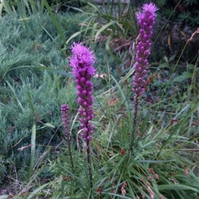 Liatris spicata — flower