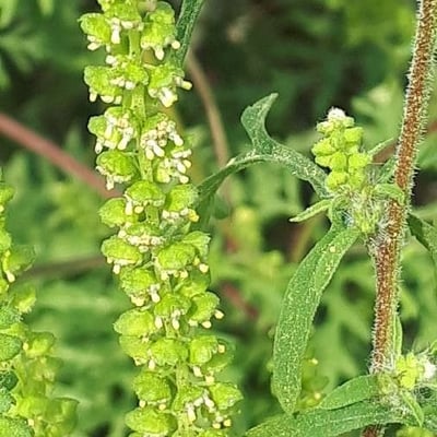 Ambrosia artemisiifolia — flower