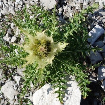 Cirsium spinosissimum — flower
