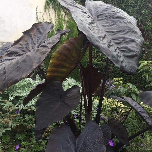Colocasia esculenta — flower