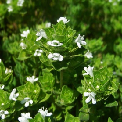 Thymus capitellatus — habit