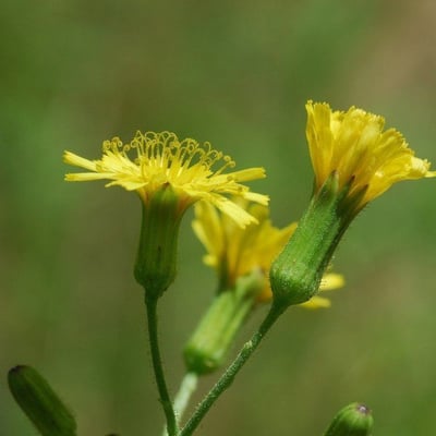 Hieracium gronovii — flower