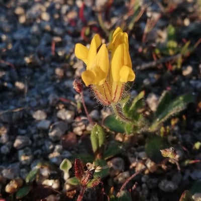 Anthyllis lotoides — flower