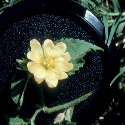 Malvastrum americanum — flower