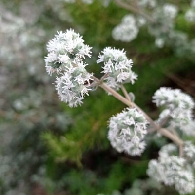 Origanum syriacum — flower
